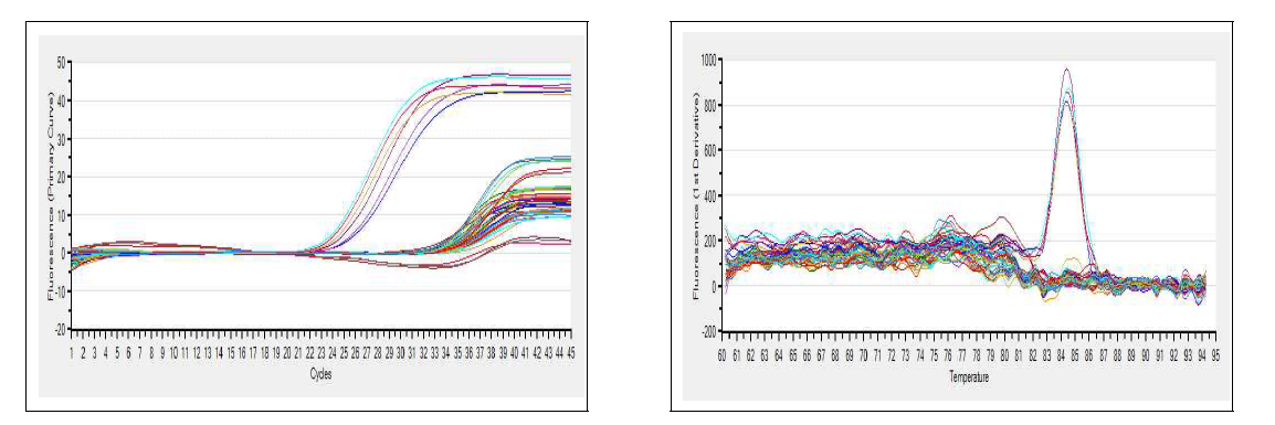 Examples of an amplification plot and melting curves for Flavivirus detection from mosquitoes collected at a cow shed in Hapcheon, Augest, 2014