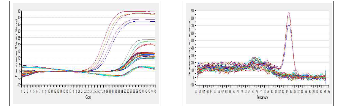 Examples of an amplification plot and melting curves for Flavivirus detection from mosquitoes collected at a pigsty in September, 2014