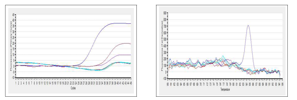 Examples of an amplification plot and melting curves for Flavivirus detection from mosquitoes collected at an air port in Gangseo-gu, Busan, October, 2014