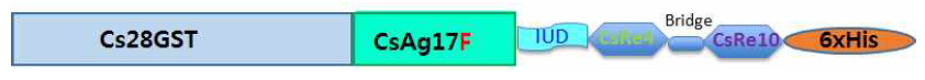 Schematic constructof Cs28GST-CsAg17F-CsIUD-CsRe4-CsRe10