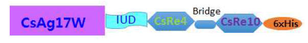 Schematic construct of CsAg17W-CsIUD-CsRe4-CsRe10.