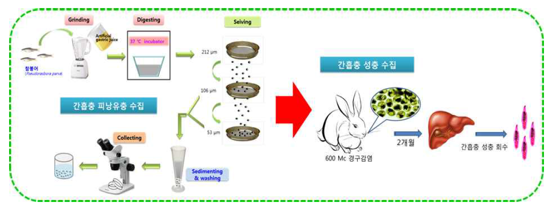 Workflow for collecting adult worms of Clonorchis sinensis