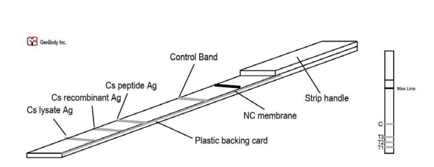 Immunostrip diagram of rapid diagnostic test.