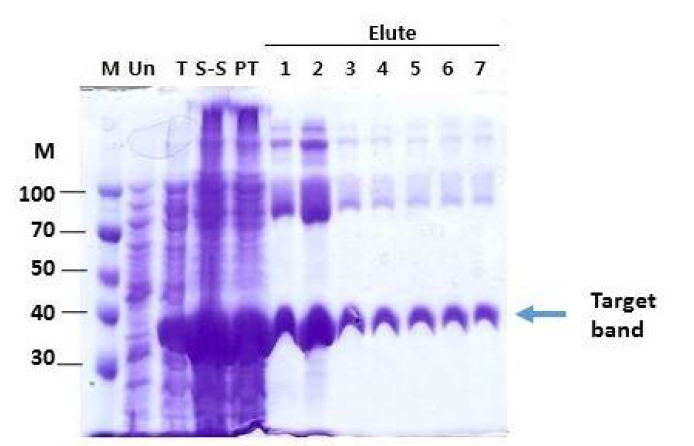 Induction and purification of Cs28GST-CsAg17F chimeric fusion protein