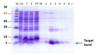 Induction and purification of CsAg17B recombinant protein