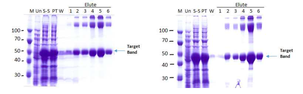 Induction and purification of Cs28GST-CsAg17F-CsIUD-CsRe4-CsRe10 recombinant protein