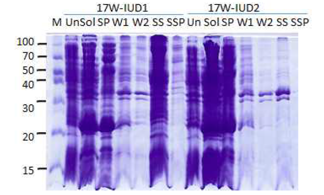 Induction test of CsAg17W-CsIUD-CsRe4-CsRe10 recombinant protein