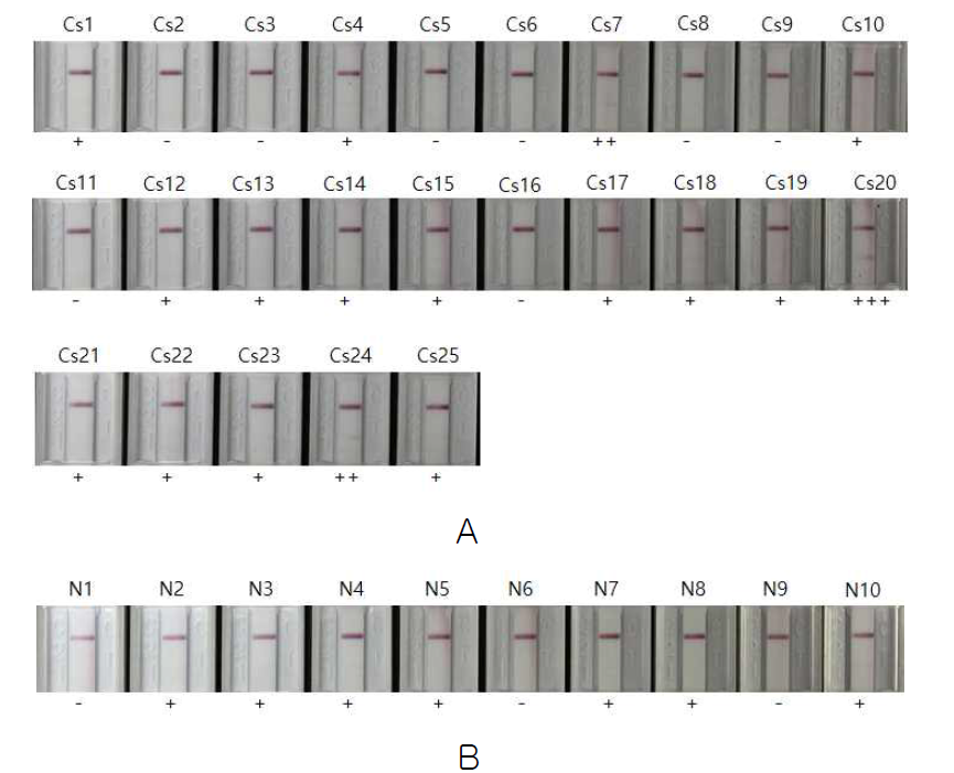 Reactivity of Cs28GST-CsAg17F RDT. While (+) reads positive reaction even though weak in photos. (-) reads negative reaction. A, Clonorchiasis patients’ sera. B, Normal control sera.