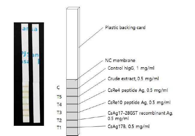 A prototype of immunoblot strip.