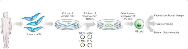 섬유아세포 → 유도만능줄기세포: 세포치료, 신약개발, 질병모델. Nature, 2010