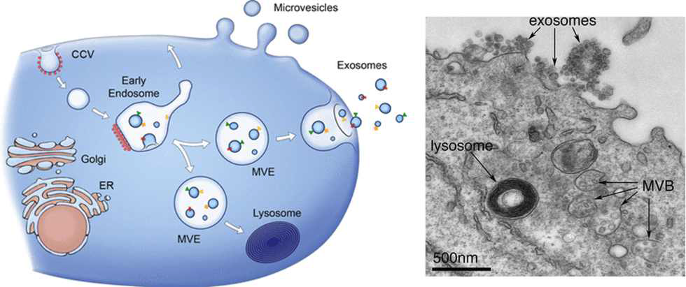 Exosome의 생성, 이동, 분비 및 구조