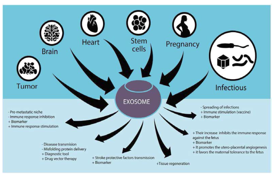 인체조직에서의 exosomes 역할, 질환 바이오마커로서의 활용 예시