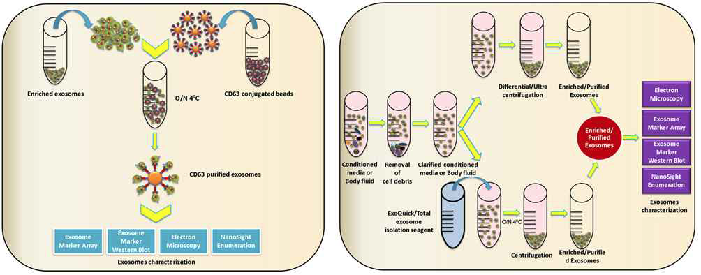 Exosome 결합 beads와 정제 kit를 활용한 검증방법 예시