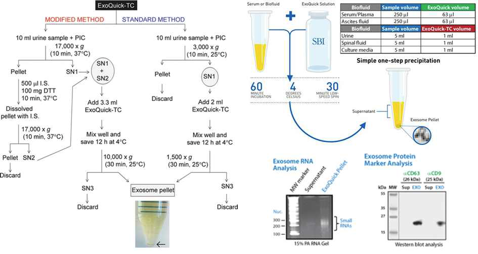 원심분리를 사용한 exosome 분리와 검증의 최적화 방법