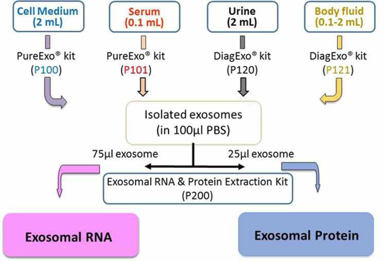 비침습성 인체 유래물로부터 exosomal RNA, protein 정제