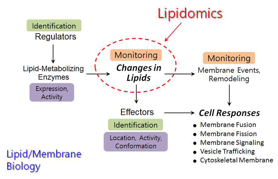 Lipidomics 기반 세포 조절 연구