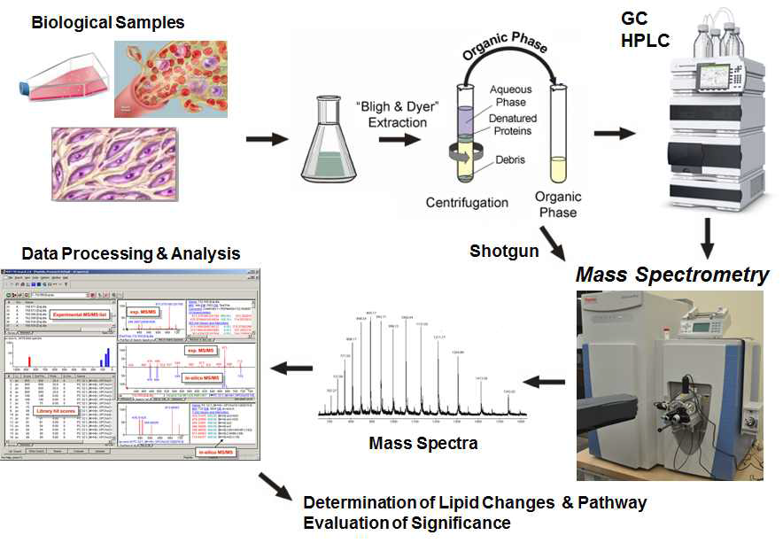 Lipidomics workflow