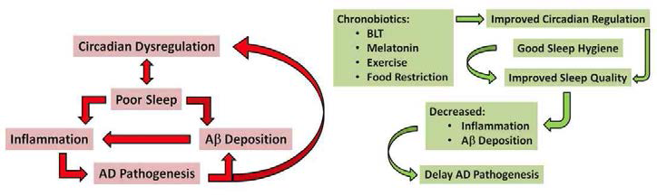 수면/일주기리듬과 치매 발병 및 진행의 상관관계