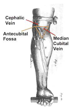 전주와(antecubital fossa)