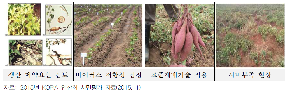 고구마 생산성 향상 사업활동 현장