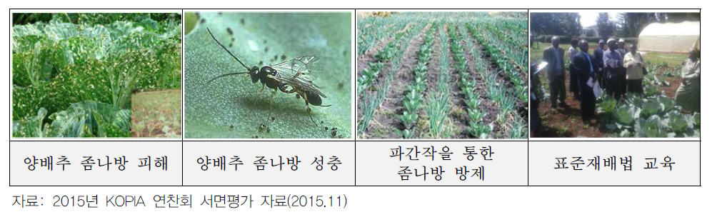 채소 생산성 향상 사업활동 현장