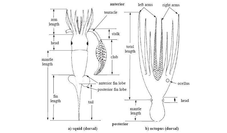 갑오징어목, 오징어목 및 문어목 부분 명칭과 주요 측정 부위.