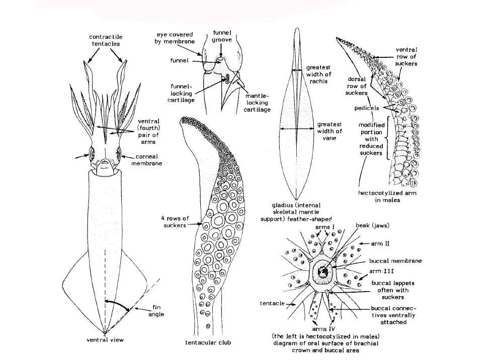 꼴뚜기류의 외형 및 부분 명칭 (FAO Species Catalogue vol. 3,에서 인용)