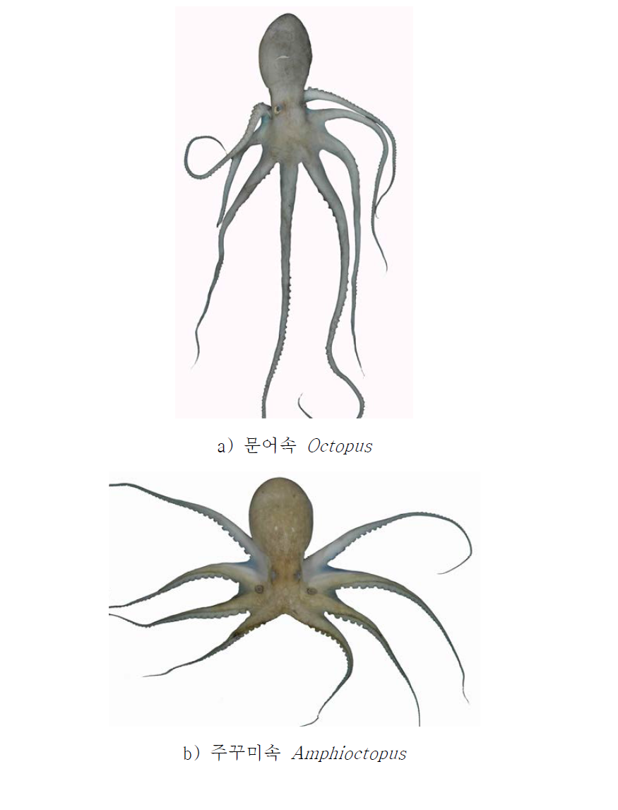 a, 문어속 Octopus; b, 주꾸미속 Amphioctopus.
