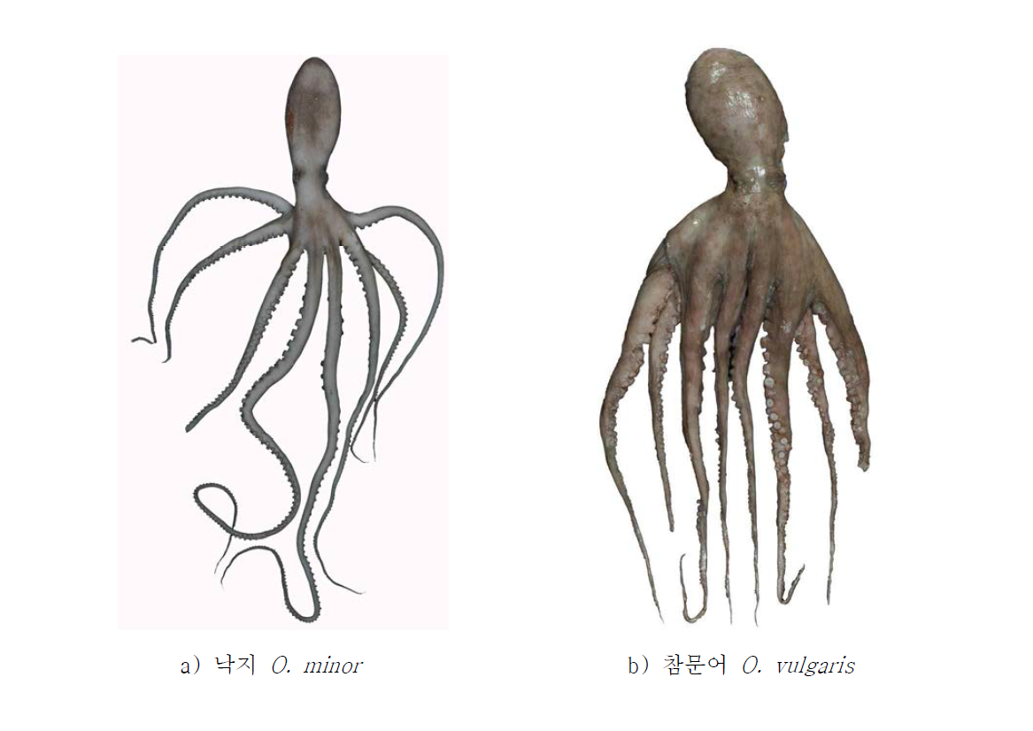 a, 낙지 Octopus minor; b, 참문어 Octopus vulgaris.