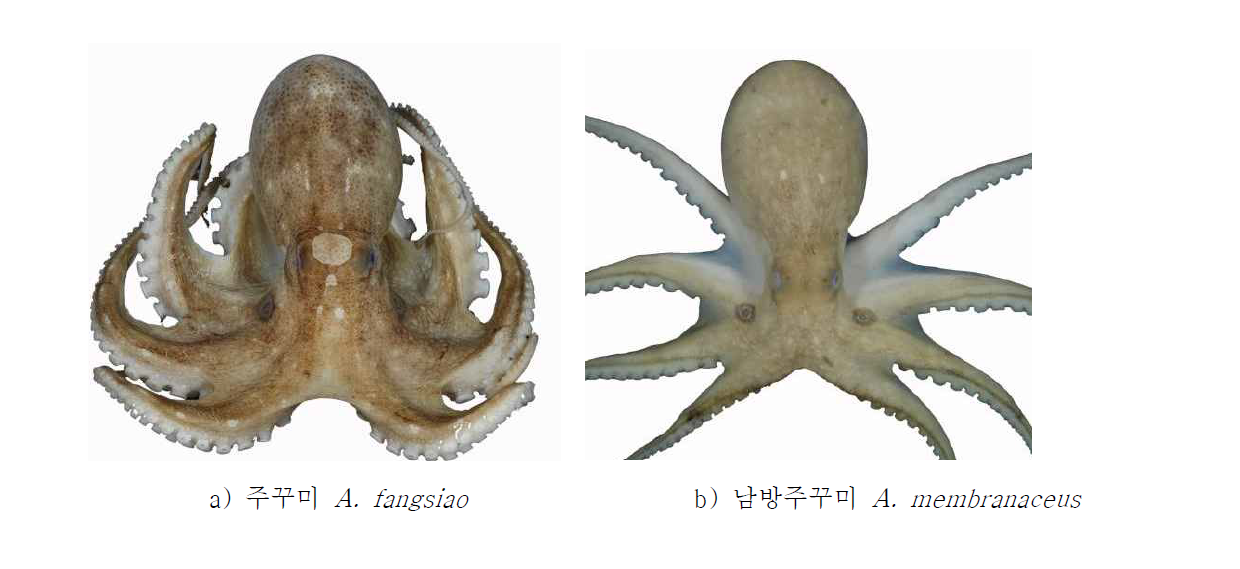 a, 주꾸미 Amphioctopus fangsiao; b, 남방주꾸미 Amphioctopus membranaceus.