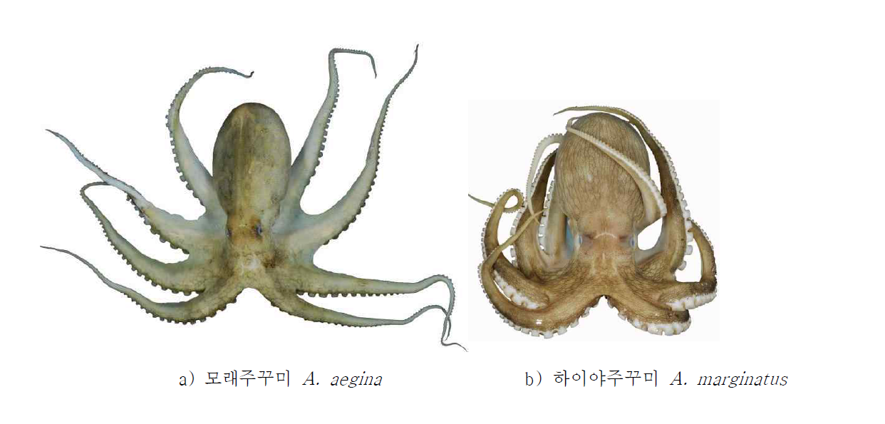 a, 모래주꾸미 Amphioctopus aegina; b, 하이야주꾸미Amphioctopus marginatus.