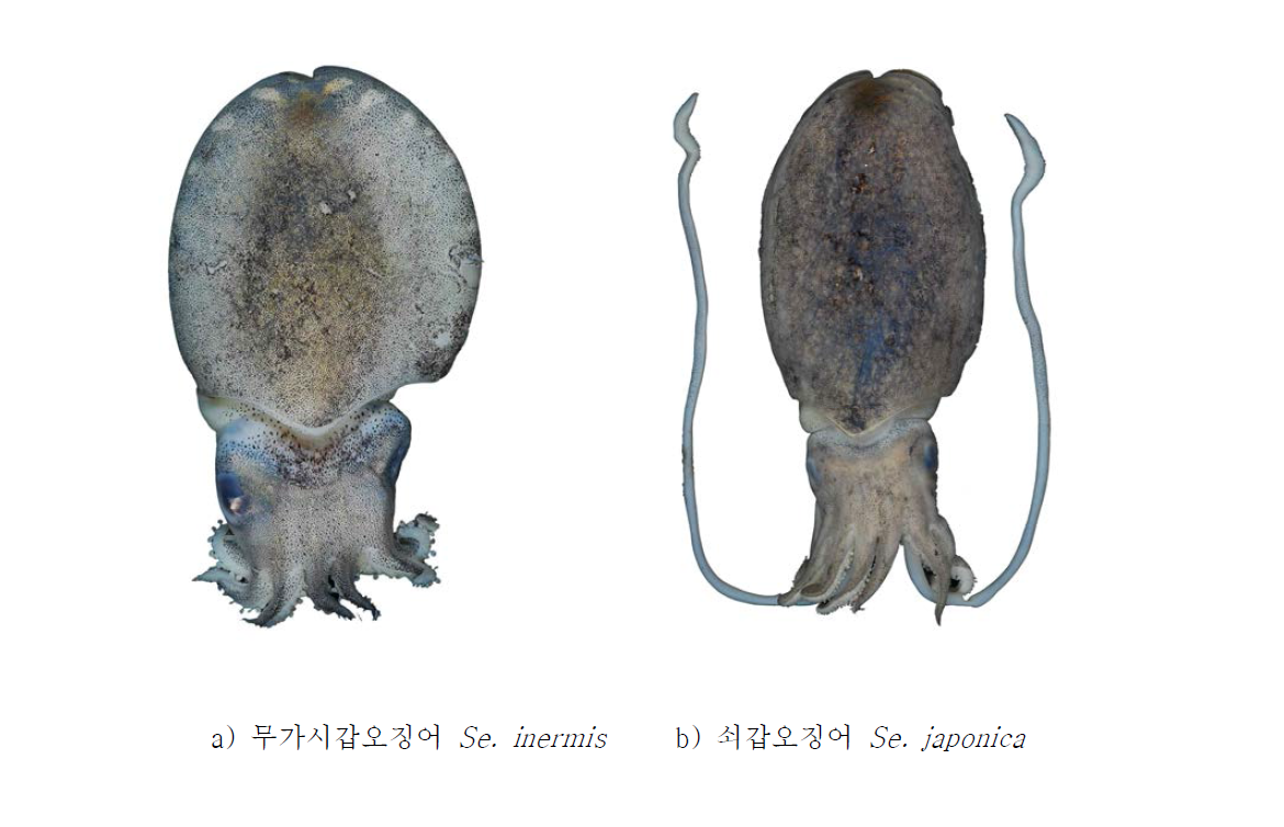 a, 무가시갑오징어 Sepiella inermis; b, 쇠갑오징어 Sepiella japonica.