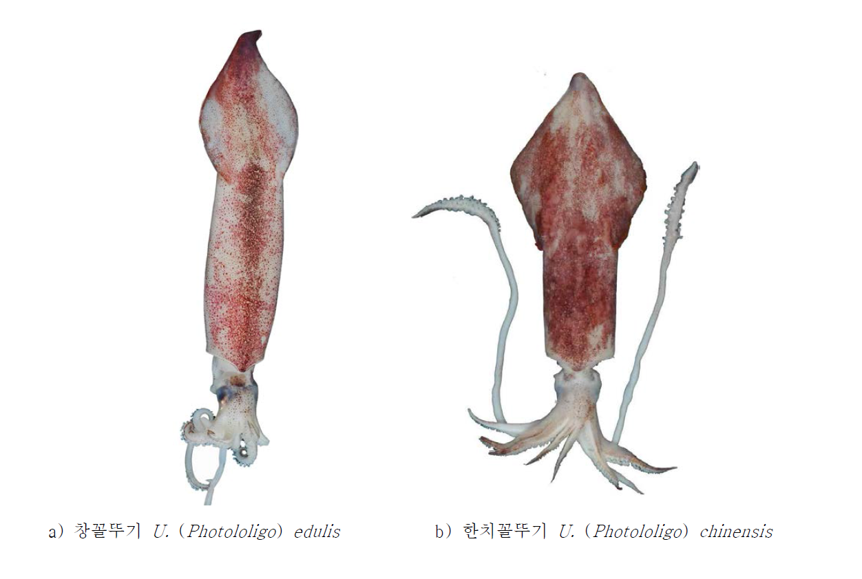 a, 창꼴뚜기 Uroteuthis (Photololigo) edulis; b, 한치꼴뚜기 Uroteuthis (Photololigo) chinensis.