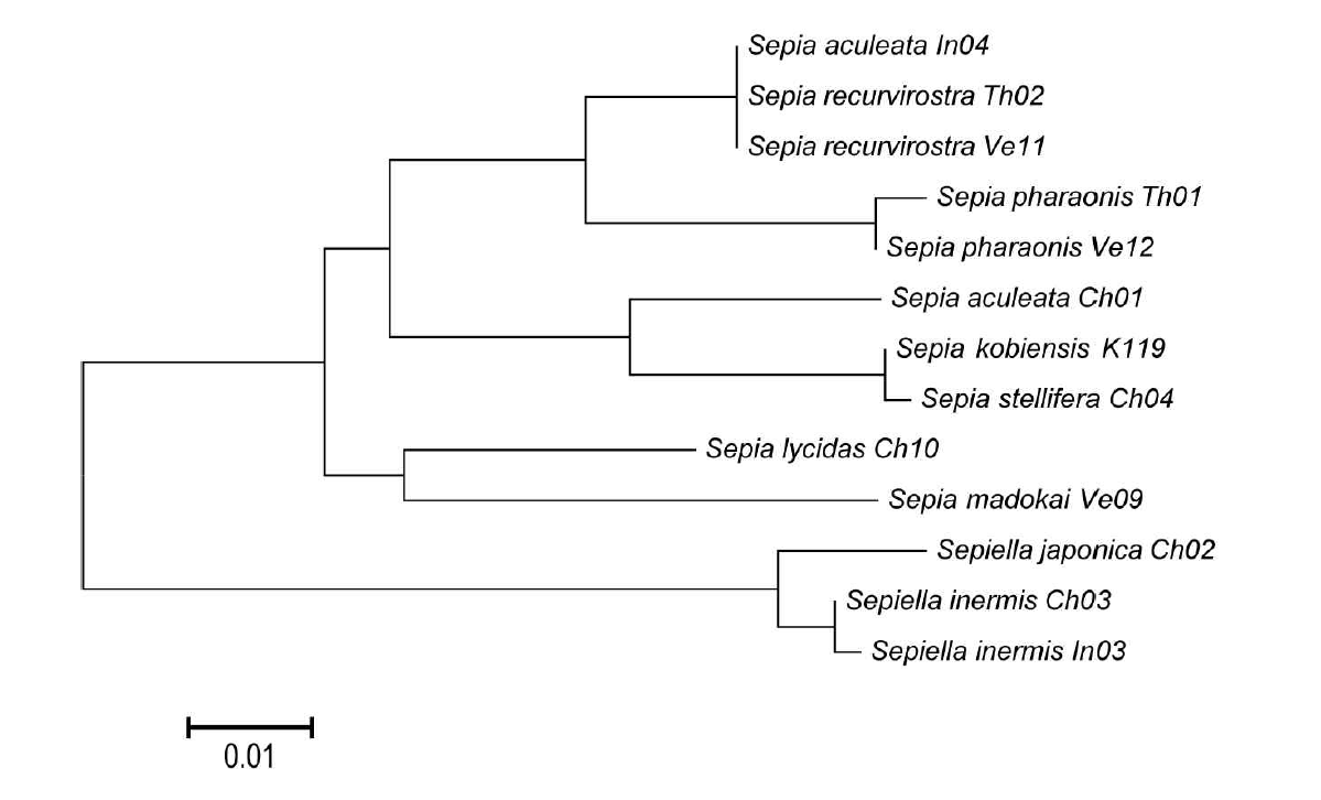 갑오징어목의 16S rDNA 유전자 그룹의 dendrogram