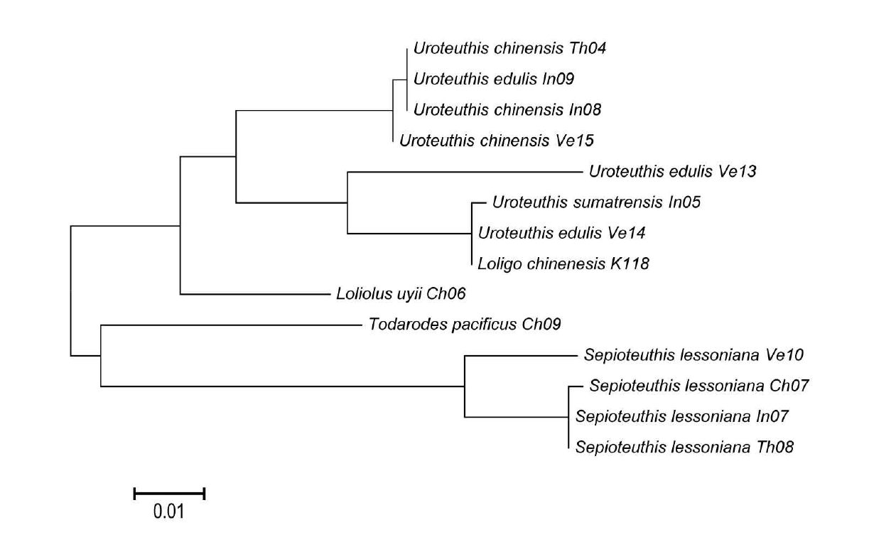 오징어목의 16S rDNA 유전자 그룹의 dendrogram