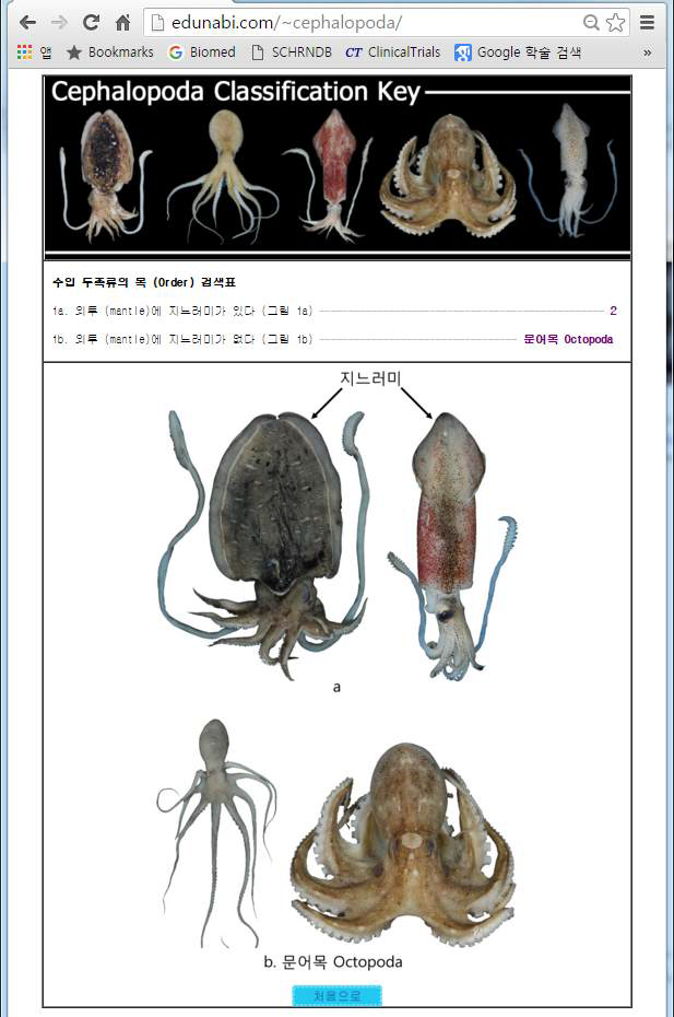 두족류 검색용 홈페이지 (http://edunabi.com/~cephalopoda)