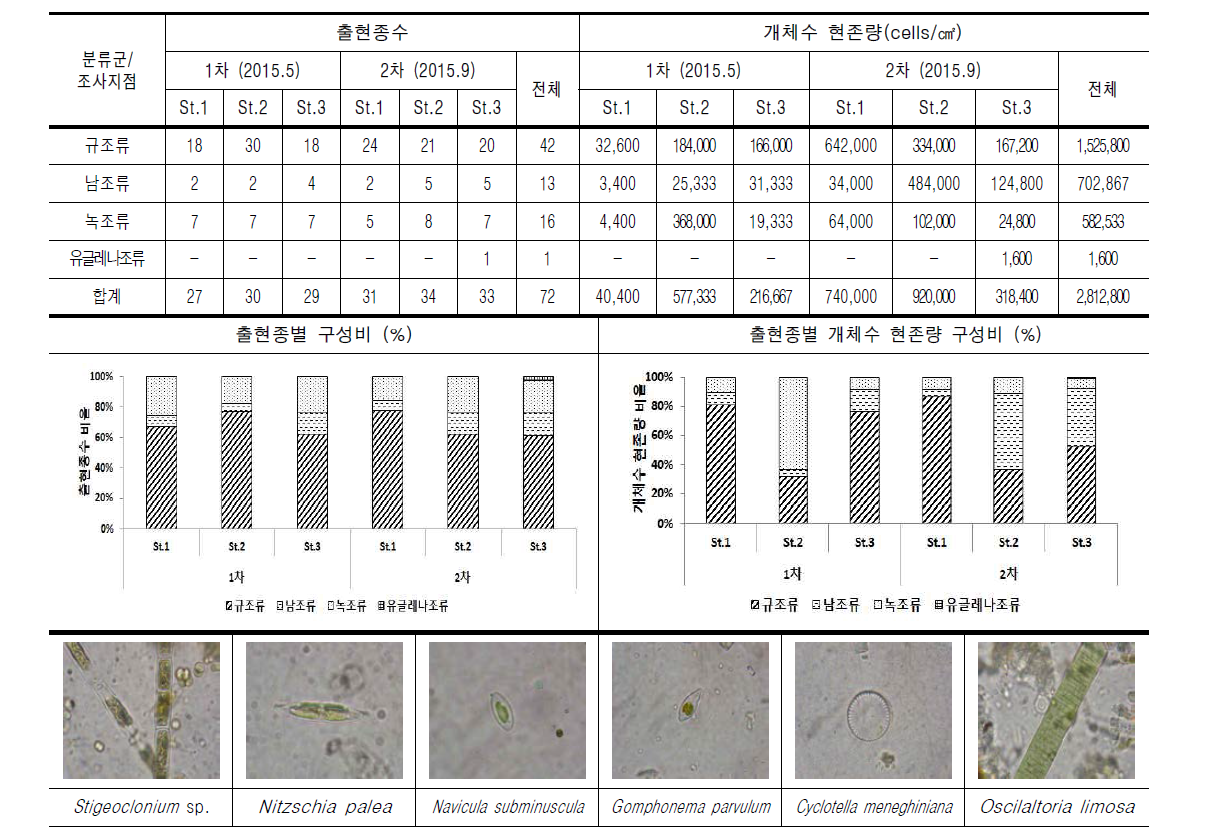 전주천의 조사지점별 부착조류 출현종수 및 개체수 현존량(cells/㎠)