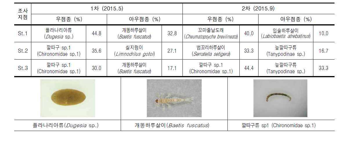 무심천의 조사지점별 저서성대형무척추동물 우점 및 아우점종 현황