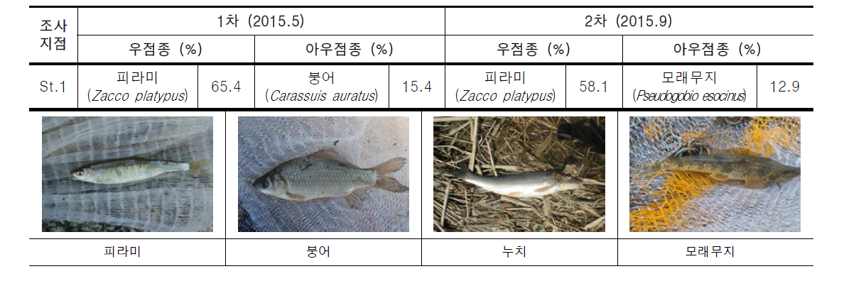 대전천의 조사지점별 어류 우점 및 아우점종 현황