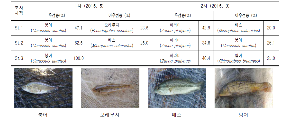 목감천의 조사지점별 어류 우점 및 아우점종 현황