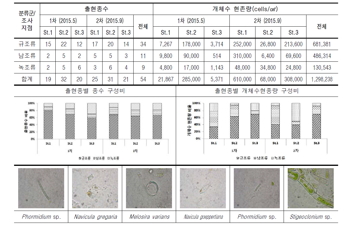 목감천의 조사지점별 부착조류 출현종수 및 개체수 현존량(cells/㎠)