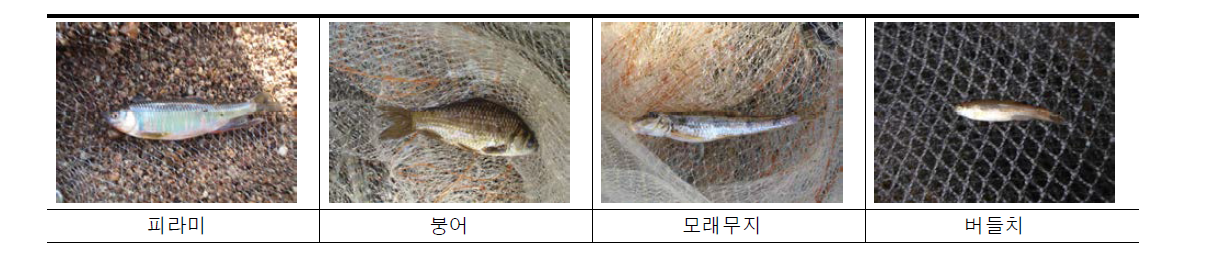 안양천의 어류 출현종 사진