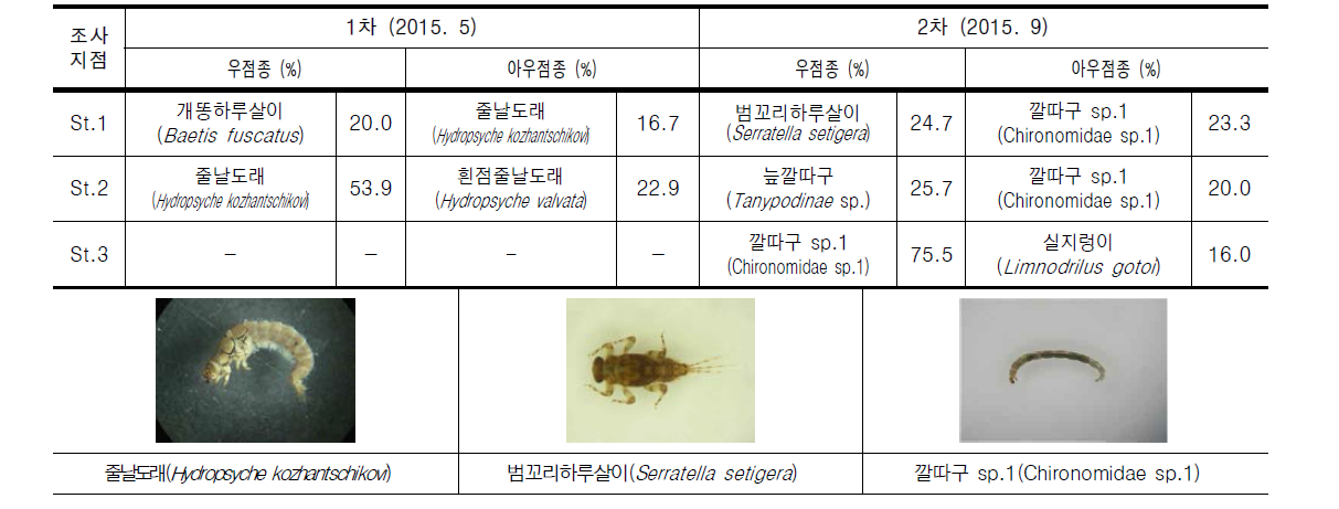 경안천의 조사지점별 저서성대형무척추동물 우점 및 아우점종 현황