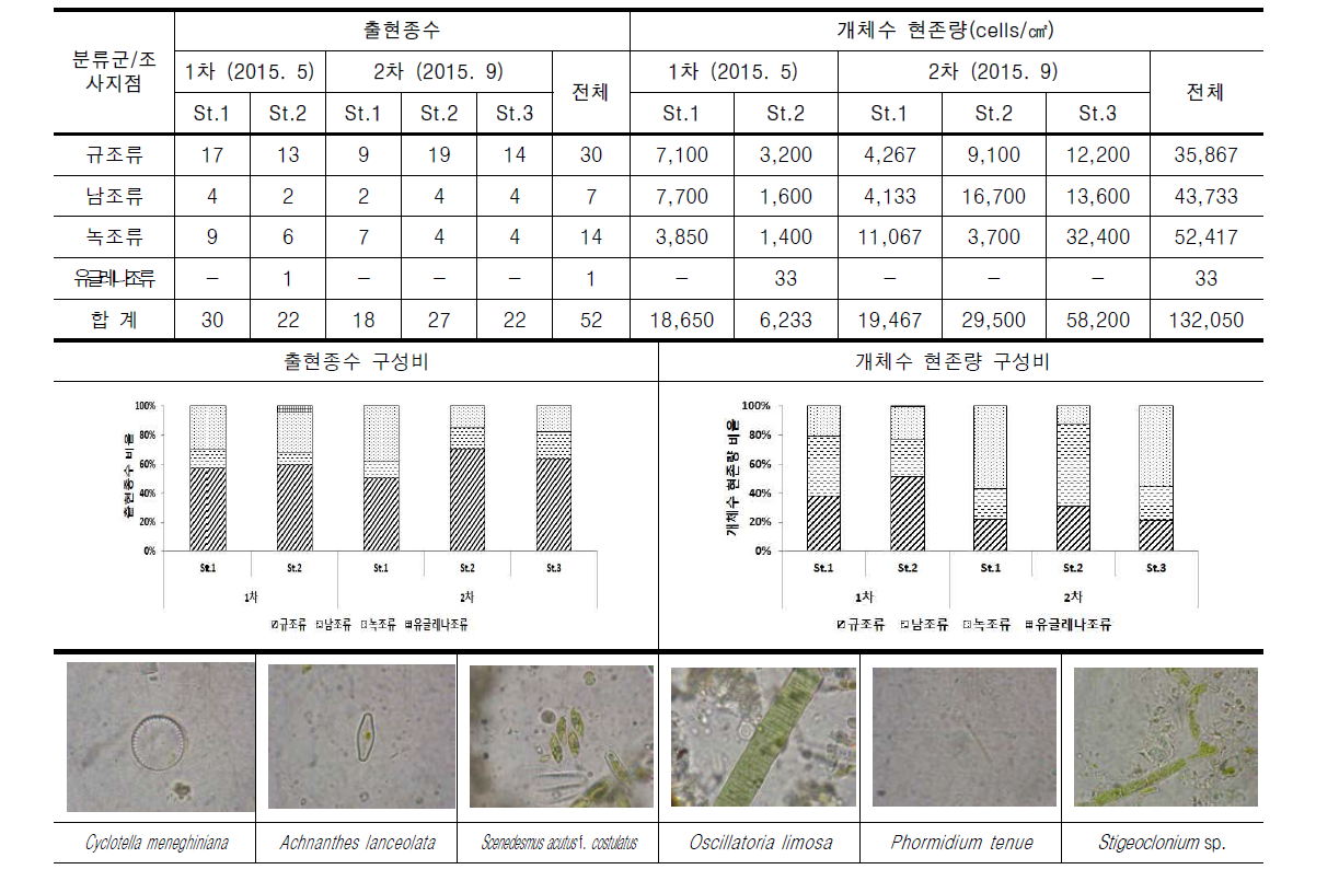 경안천의 조사지점별 부착조류 출현종수 및 개체수 현존량(cells/㎠)