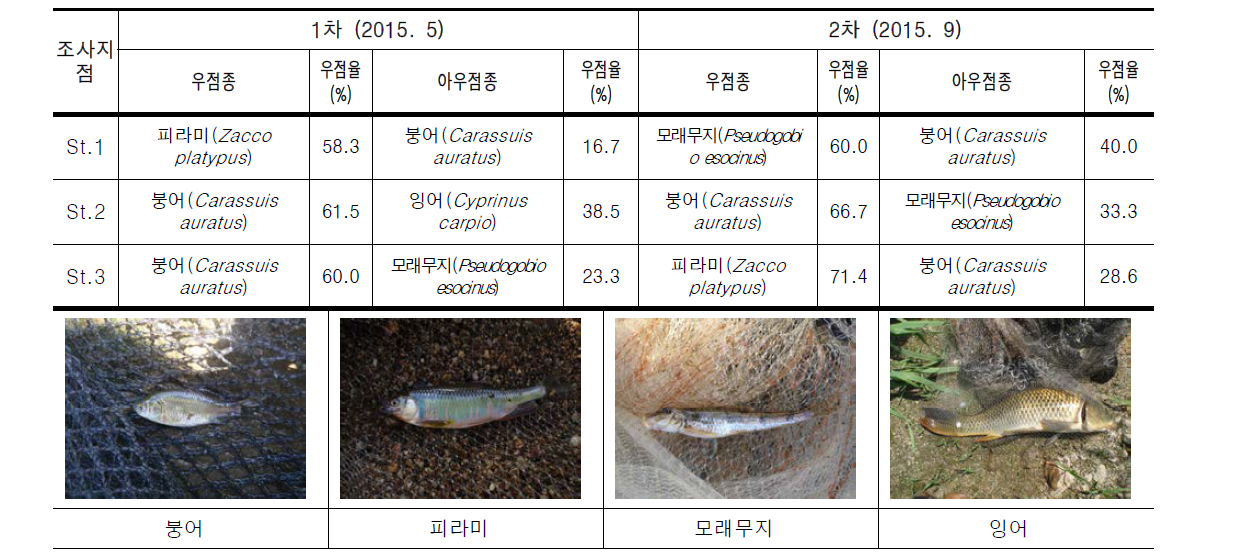 중랑천의 조사지점별 어류 우점 및 아우점종 현황