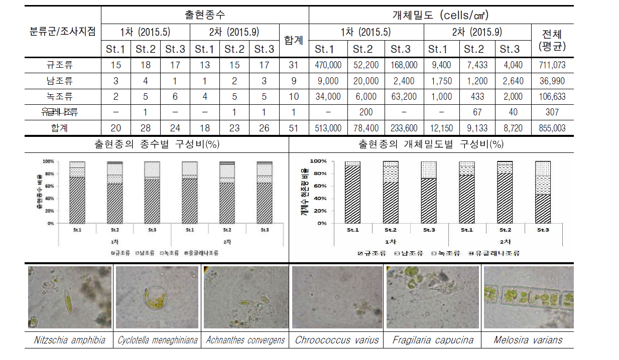 중랑천의 조사지점별 부착조류 출현종수 및 개체수 현존량(cells/㎠)