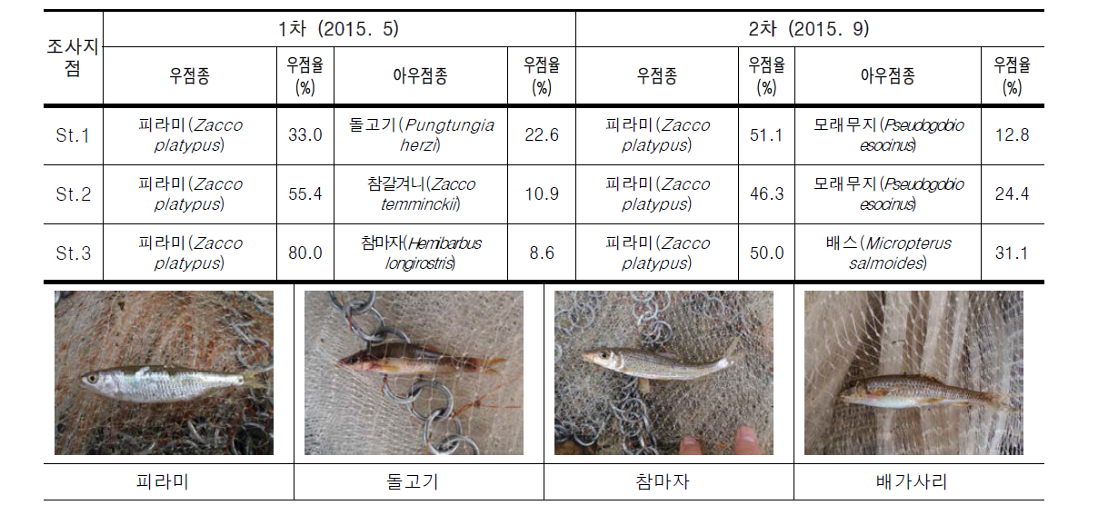 화천천의 조사지점별 어류 우점 및 아우점종 현황