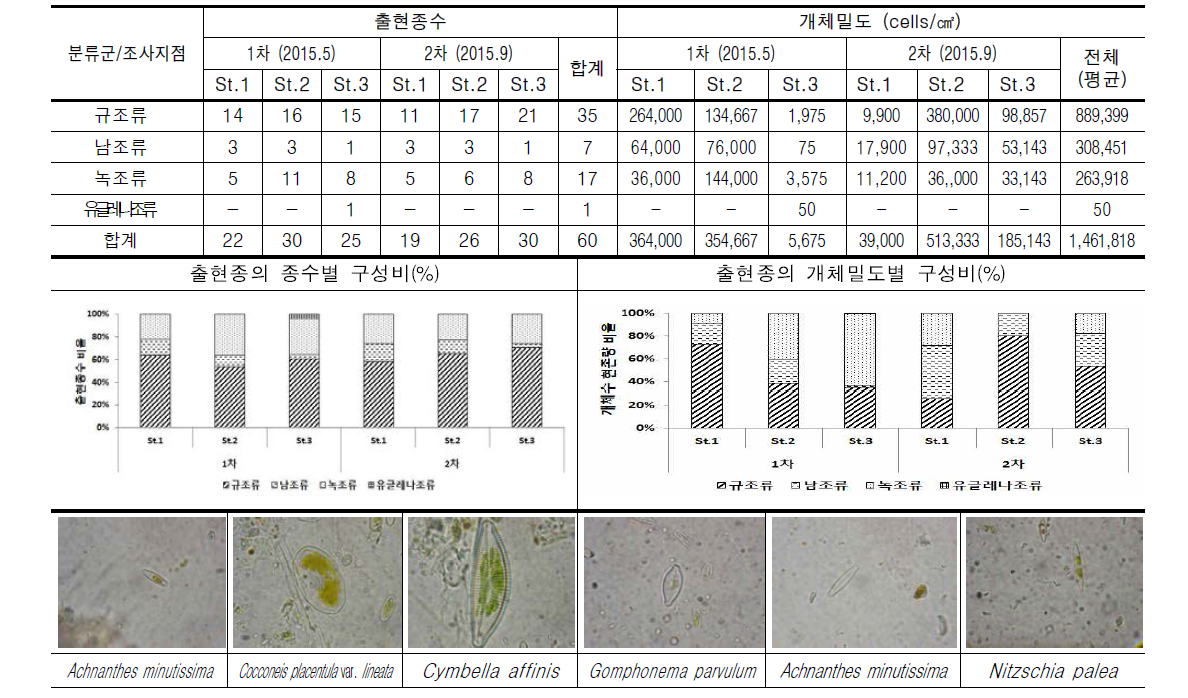 화천천의 조사지점별 부착조류 출현종수 및 개체수 현존량(cells/㎠)