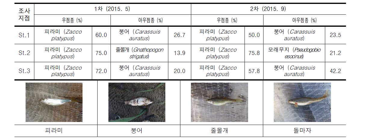 외천천의 조사지점별 우점 및 아우점종 어류 현황