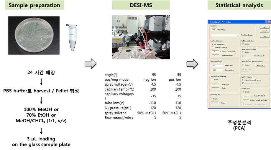 박테리아동정을 위한 시료 준비 및 DESI-MS, 통계분석 수행 모식도